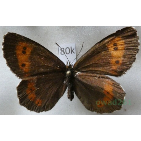 Erebia euryale (Esper, 1805) female Górówka euriala Czech80k